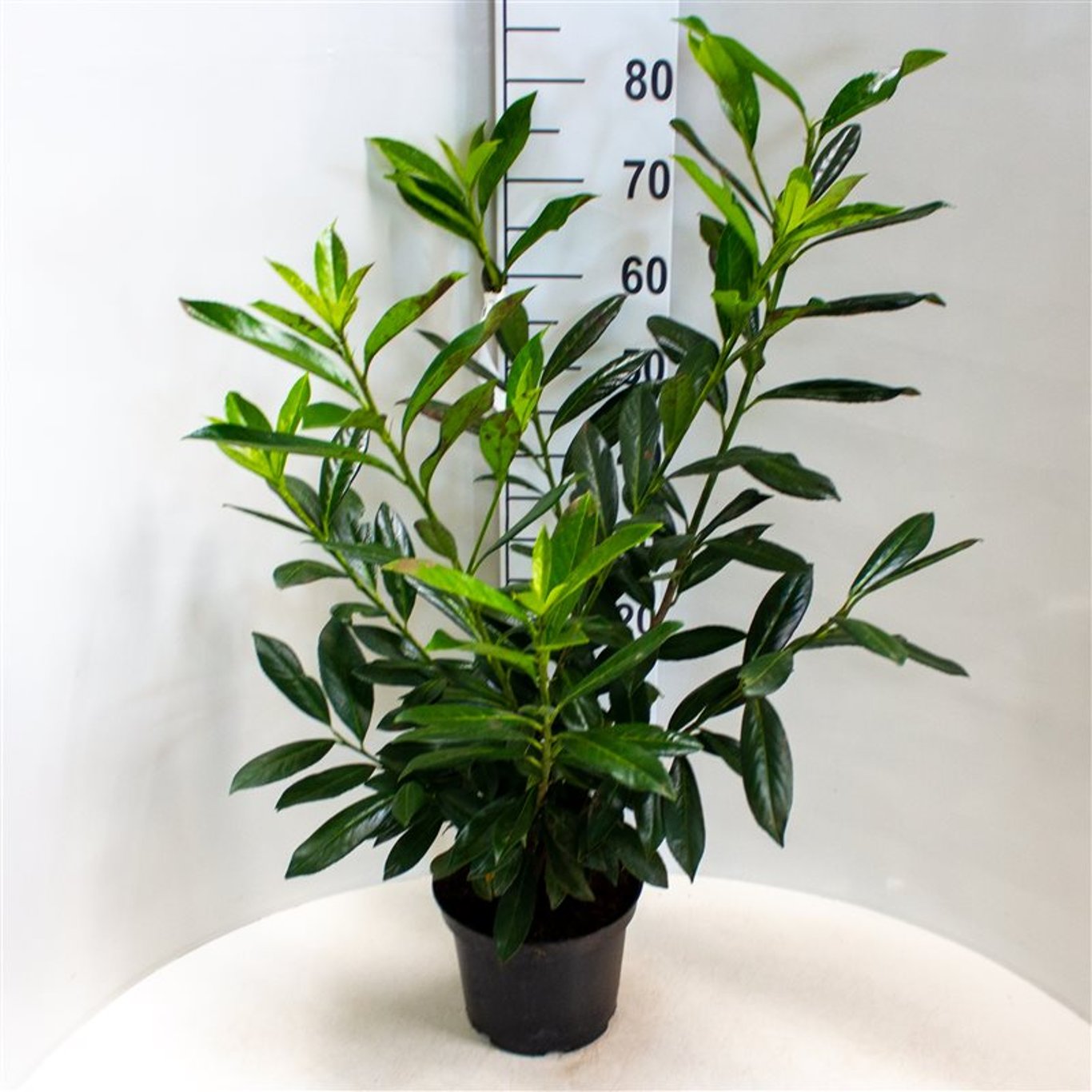 Prunus l. 'Caucasica' - C5 60-80 CM